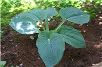 b6fa67de-IMG_7072 hosta.jpg